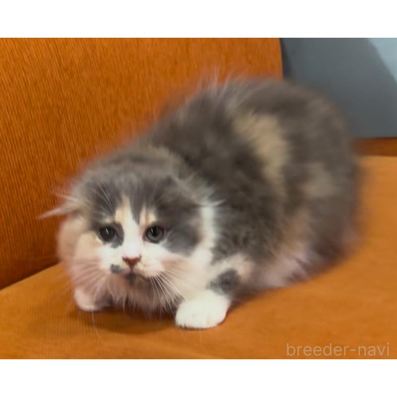 販売中の埼玉県のスコティッシュフォールド(折れ耳)-136545の9枚目