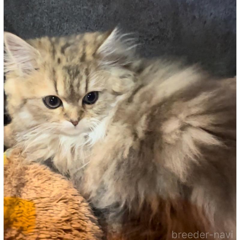 成約済の埼玉県のペルシャ(チンチラ)-136552の6枚目