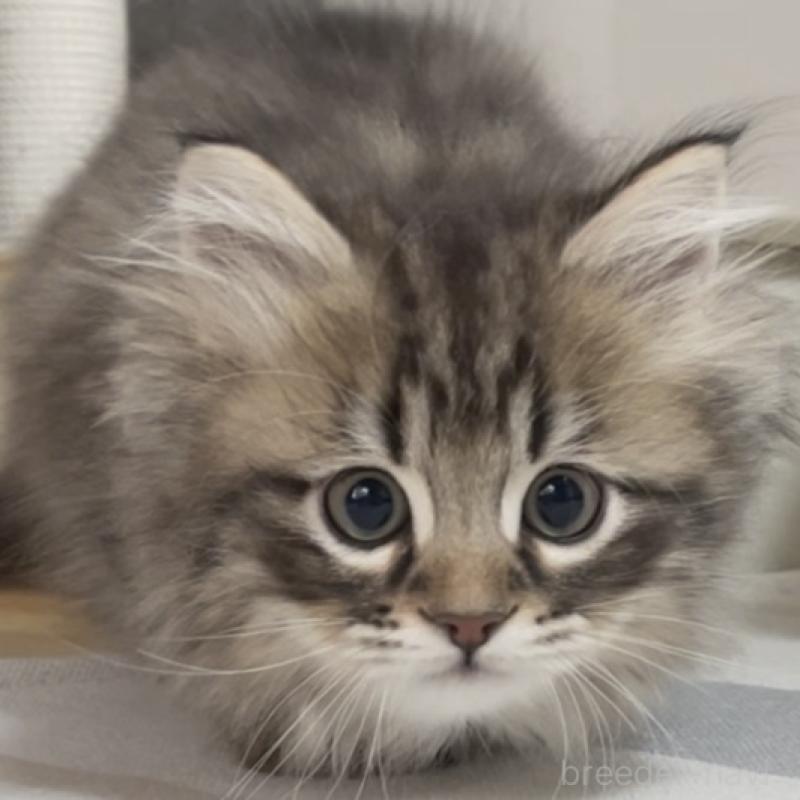 販売中の愛知県のミヌエット-134737