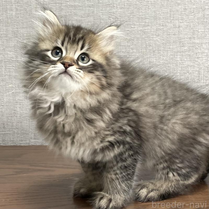 販売中の愛知県のミヌエット-134737の10枚目