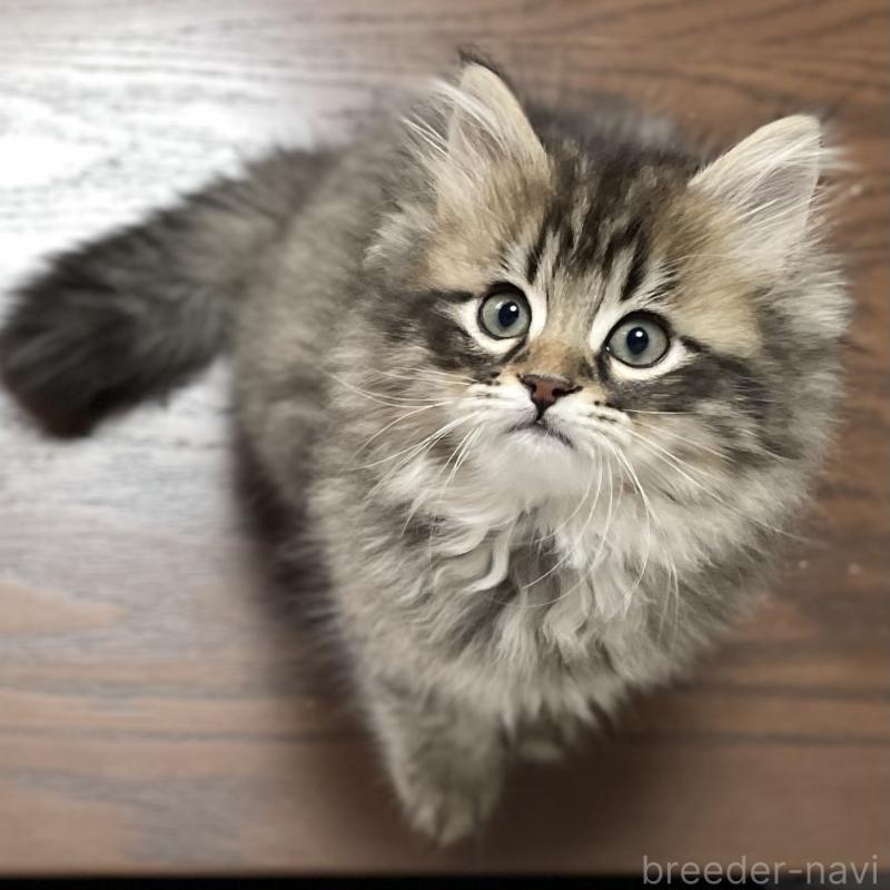 販売中の愛知県のミヌエット-134737の9枚目