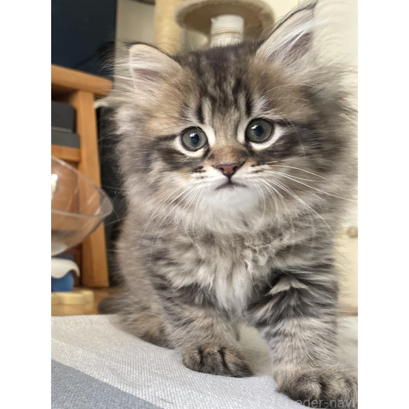 販売中の愛知県のミヌエット-134737の8枚目