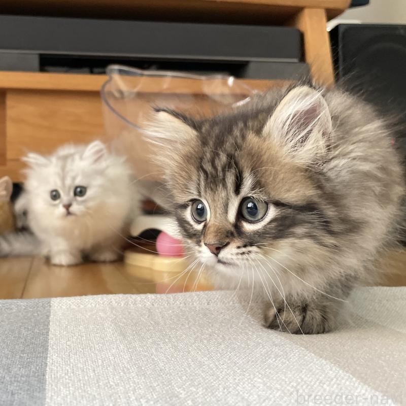 販売中の愛知県のミヌエット-134737の7枚目