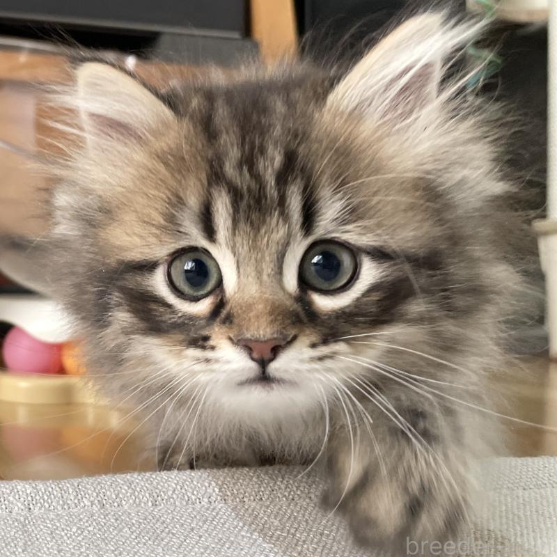 販売中の愛知県のミヌエット-134737の6枚目