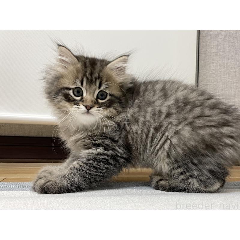 販売中の愛知県のミヌエット-134737の4枚目