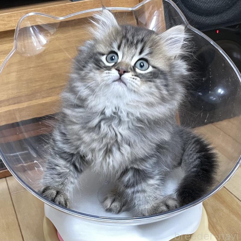 販売中の愛知県のミヌエット-134737の3枚目