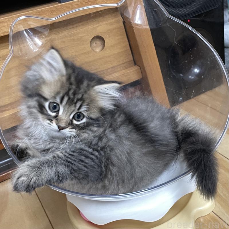 販売中の愛知県のミヌエット-134737の2枚目