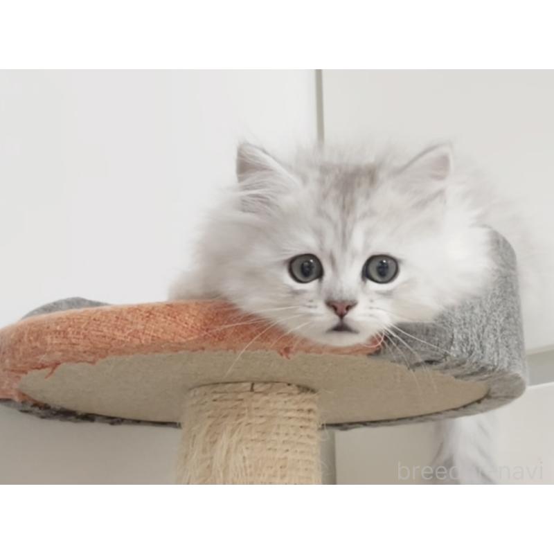 成約済の愛知県のミヌエット-134740の15枚目