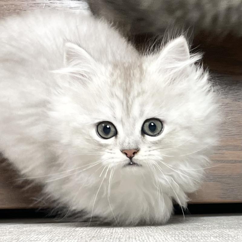 成約済の愛知県のミヌエット-134740の11枚目