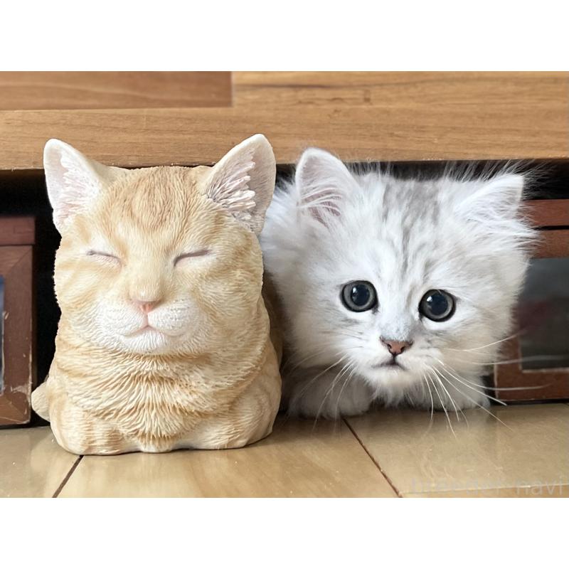 成約済の愛知県のミヌエット-134740の8枚目