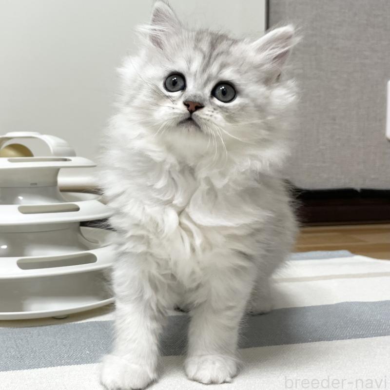 成約済の愛知県のミヌエット-134740の5枚目