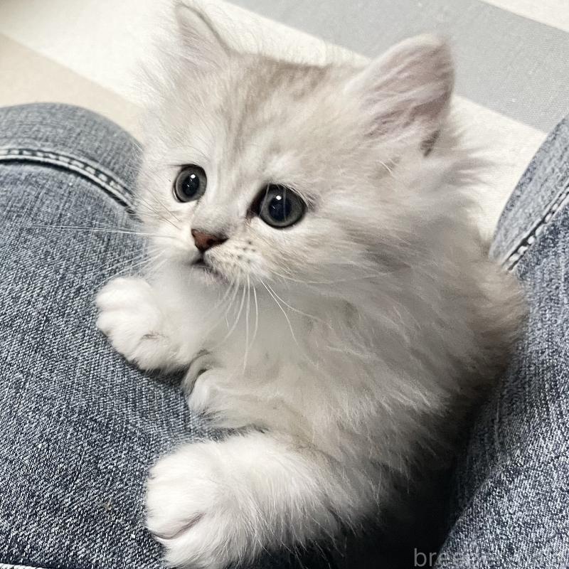 成約済の愛知県のミヌエット-134740の2枚目