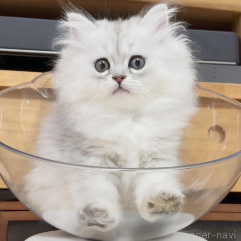 販売中の愛知県のミヌエット-134739