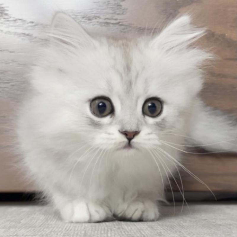 販売中の愛知県のミヌエット-134741