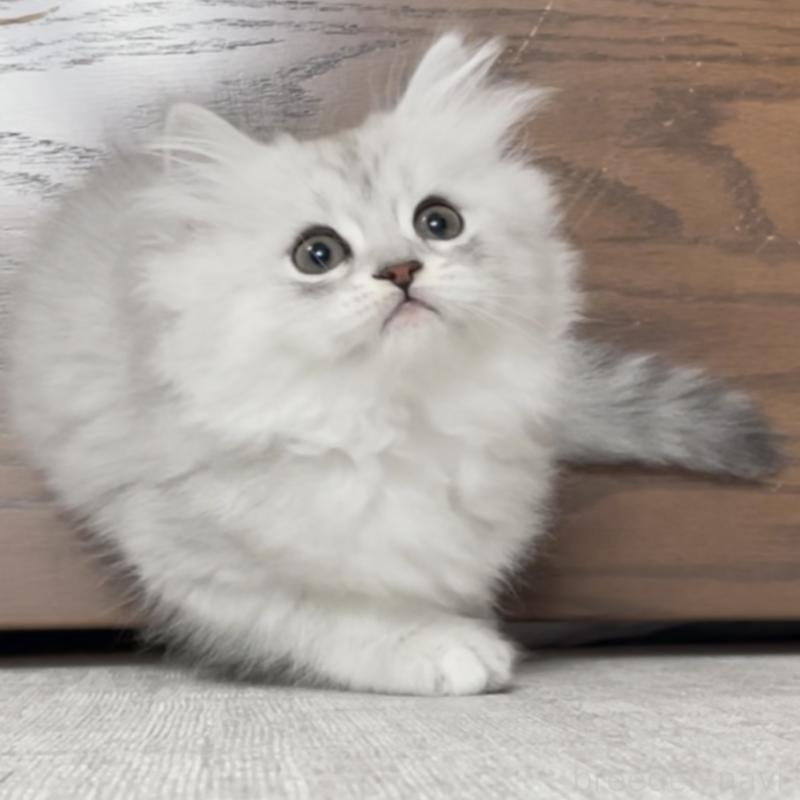 販売中の愛知県のミヌエット-134741の15枚目