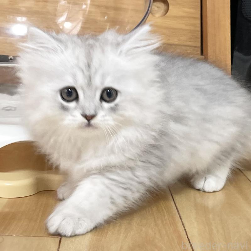 販売中の愛知県のミヌエット-134741の14枚目