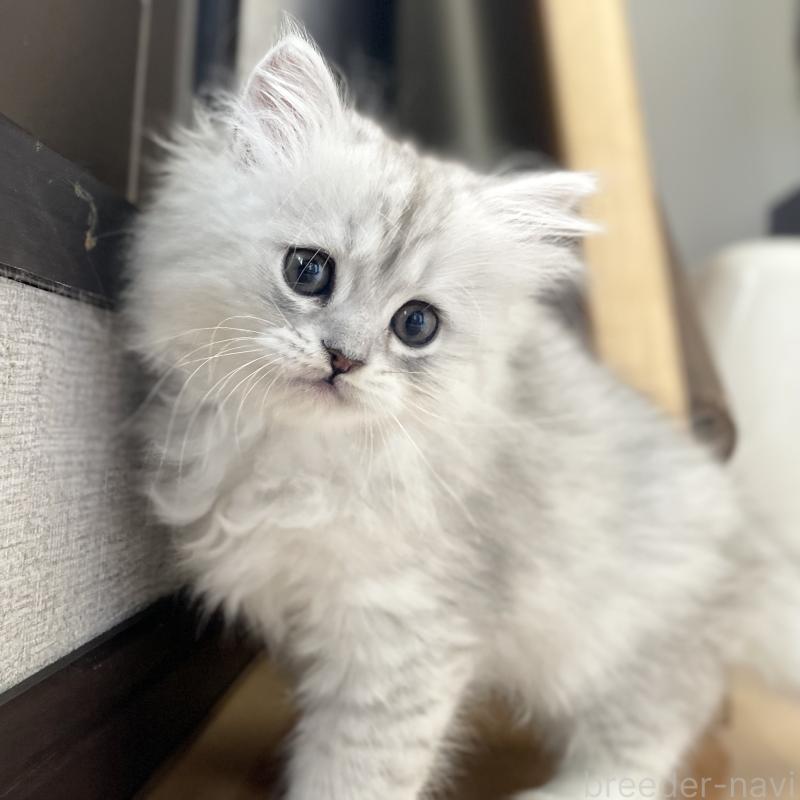 販売中の愛知県のミヌエット-134741の12枚目