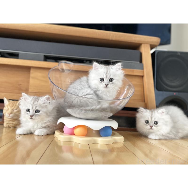 販売中の愛知県のミヌエット-134741の10枚目