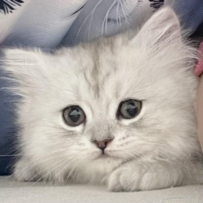 販売中の愛知県のミヌエット-134741の11枚目