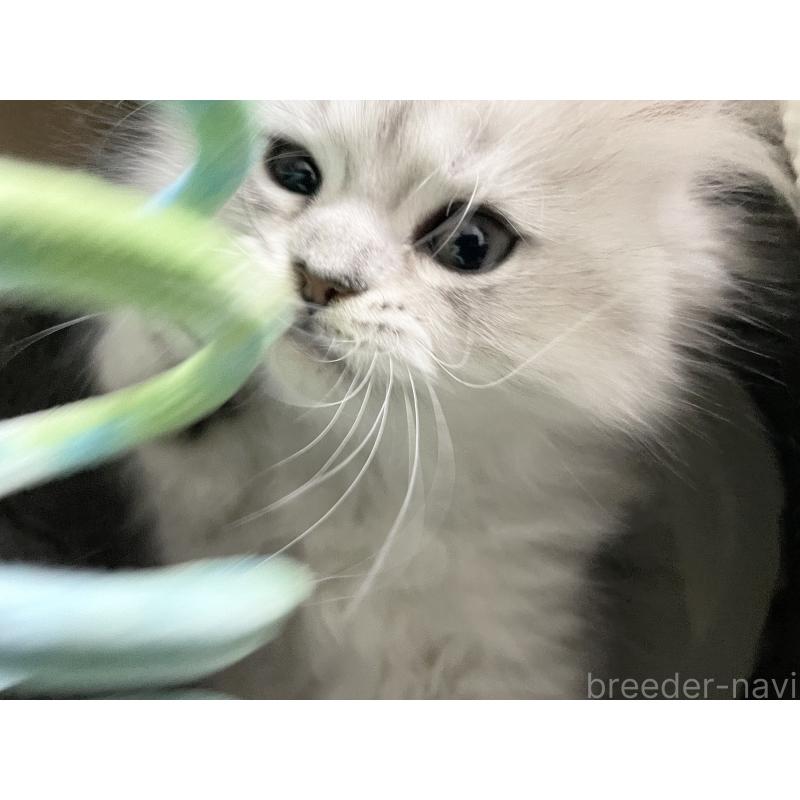 販売中の愛知県のミヌエット-134741の9枚目