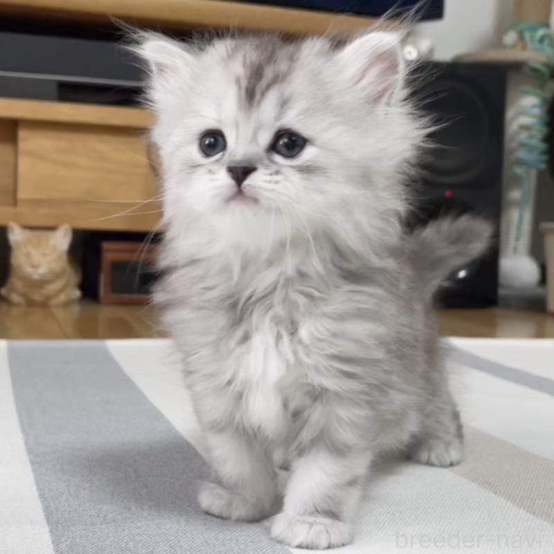 販売中の愛知県のミヌエット-136423