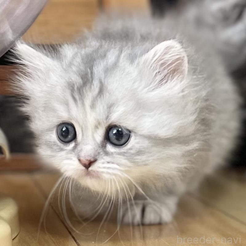 販売中の愛知県のミヌエット-136424