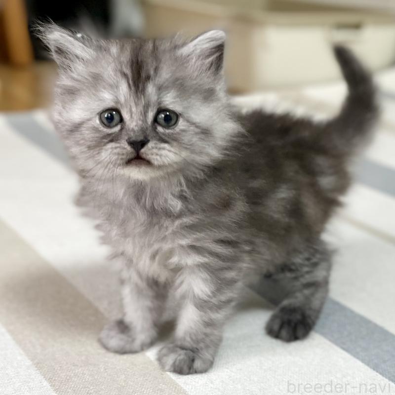 販売中の愛知県のミヌエット-136426