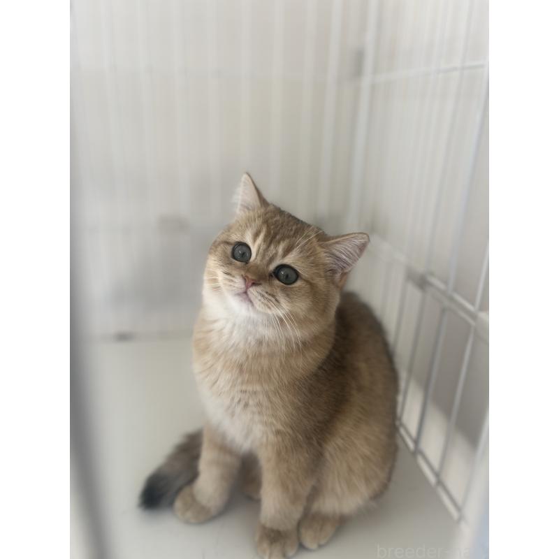 販売中の埼玉県のブリティッシュショートヘア-130379の2枚目