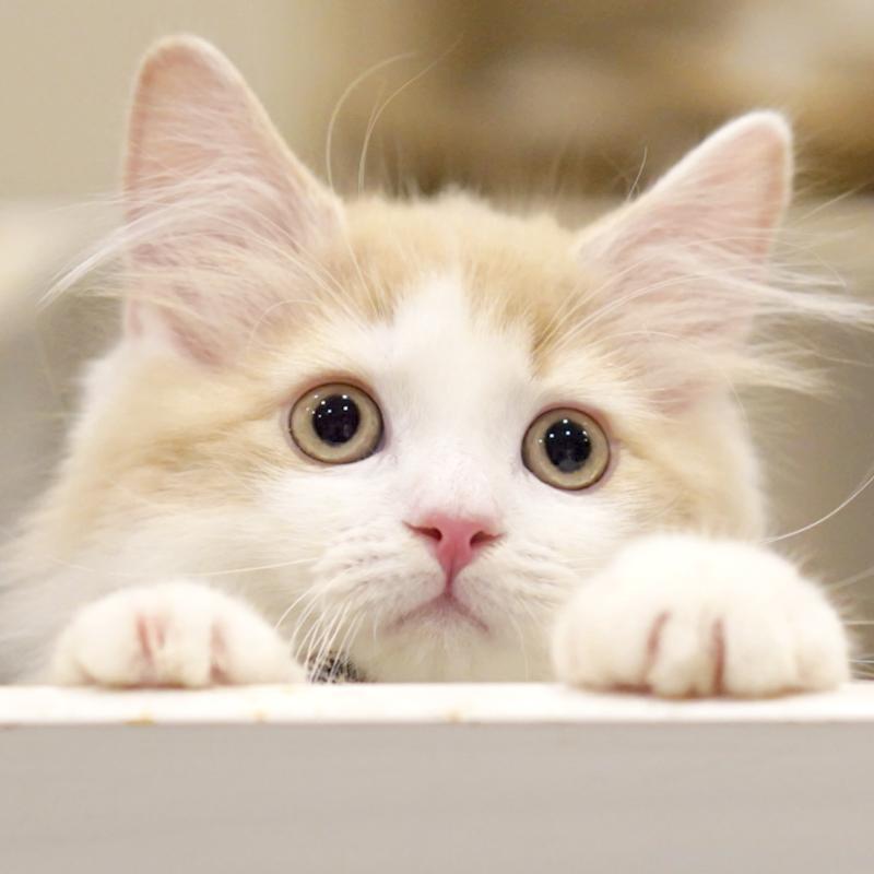 販売中の東京都のサイベリアン-133673