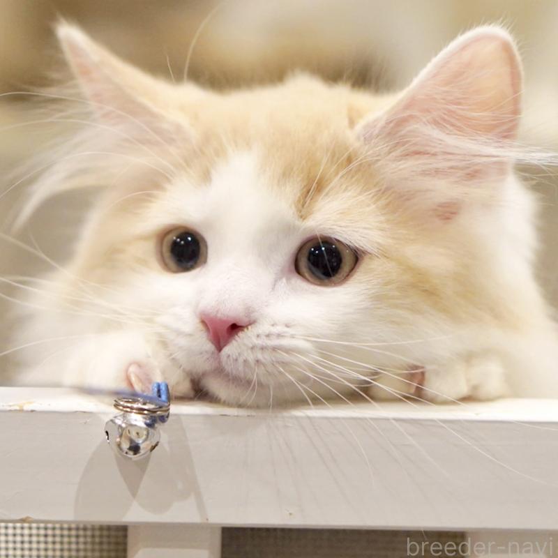 販売中の東京都のサイベリアン-133673の14枚目