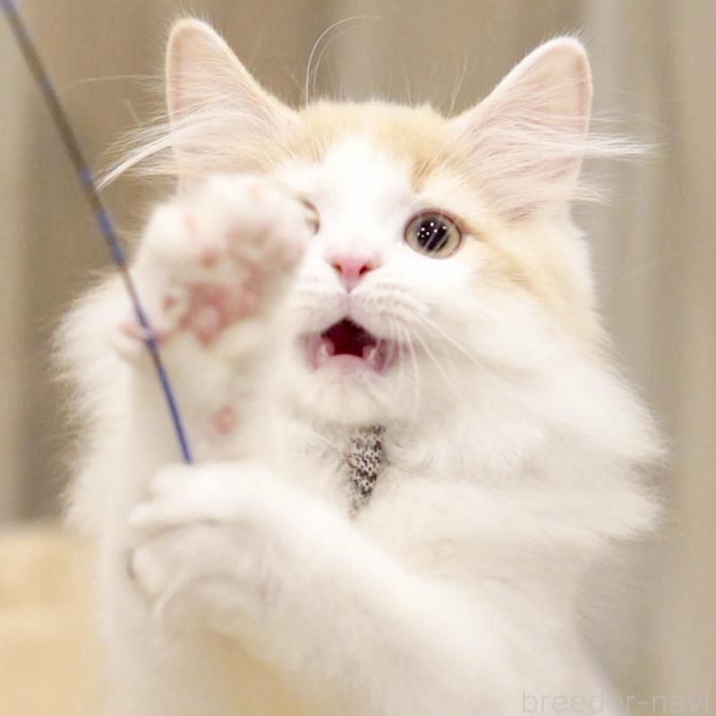 販売中の東京都のサイベリアン-133673の13枚目