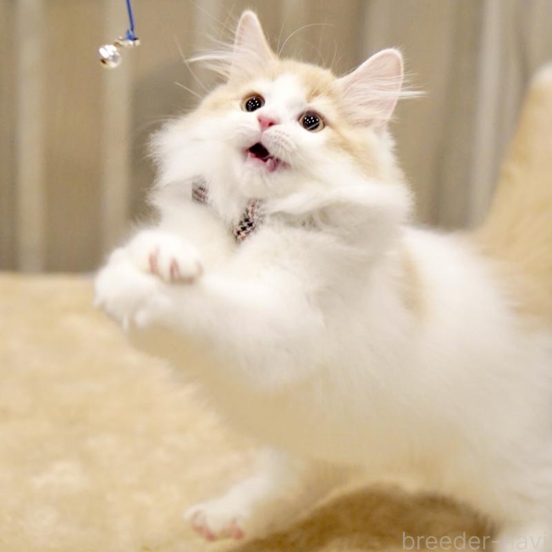 販売中の東京都のサイベリアン-133673の12枚目