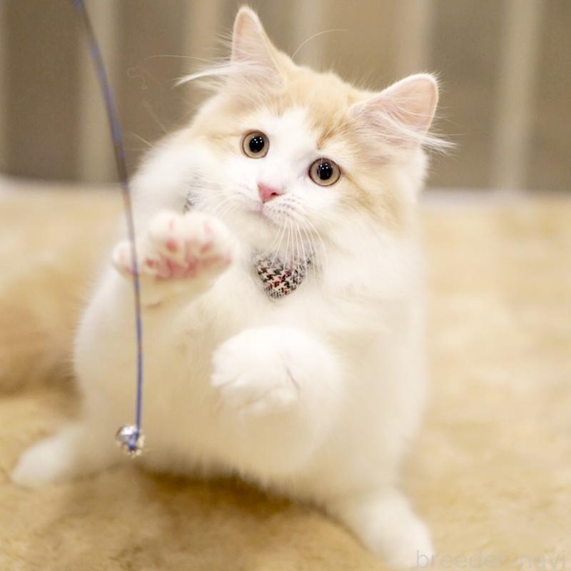 販売中の東京都のサイベリアン-133673の11枚目