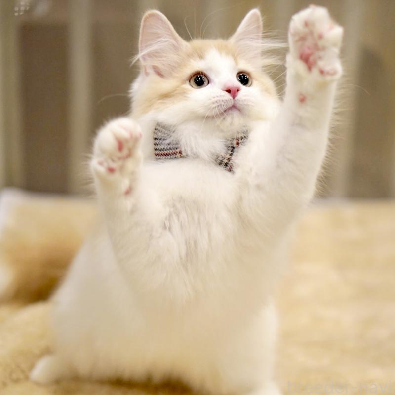 販売中の東京都のサイベリアン-133673の10枚目