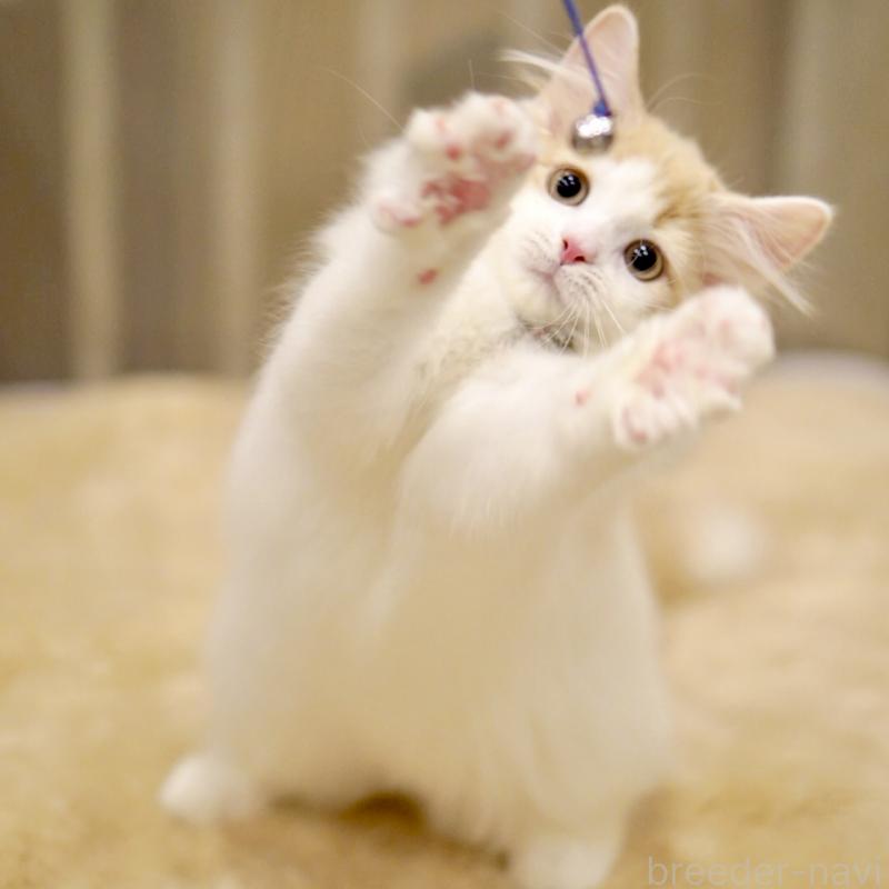 販売中の東京都のサイベリアン-133673の9枚目