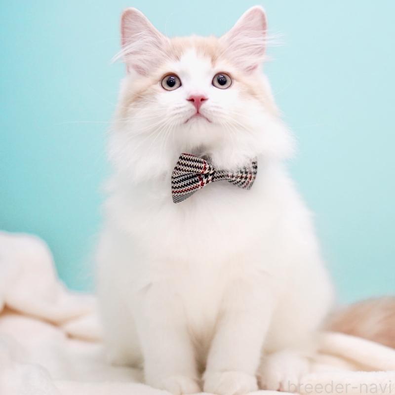 販売中の東京都のサイベリアン-133673の7枚目