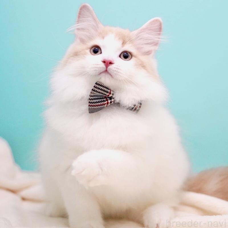 販売中の東京都のサイベリアン-133673の6枚目