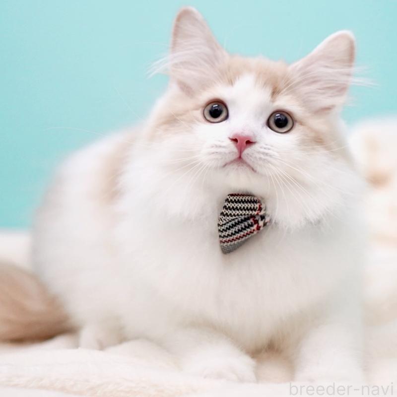 販売中の東京都のサイベリアン-133673の5枚目