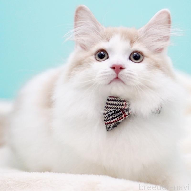 販売中の東京都のサイベリアン-133673の4枚目