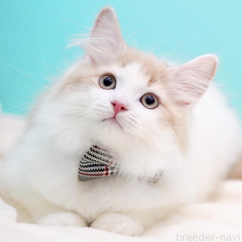 販売中の東京都のサイベリアン-133673の3枚目