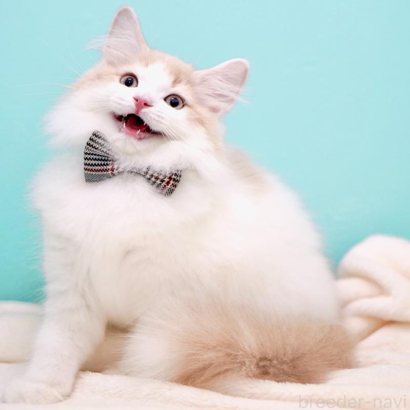 販売中の東京都のサイベリアン-133673の2枚目