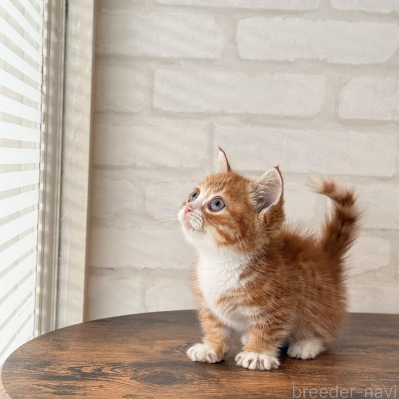 販売中の大阪府のマンチカン(短足)-137843の19枚目