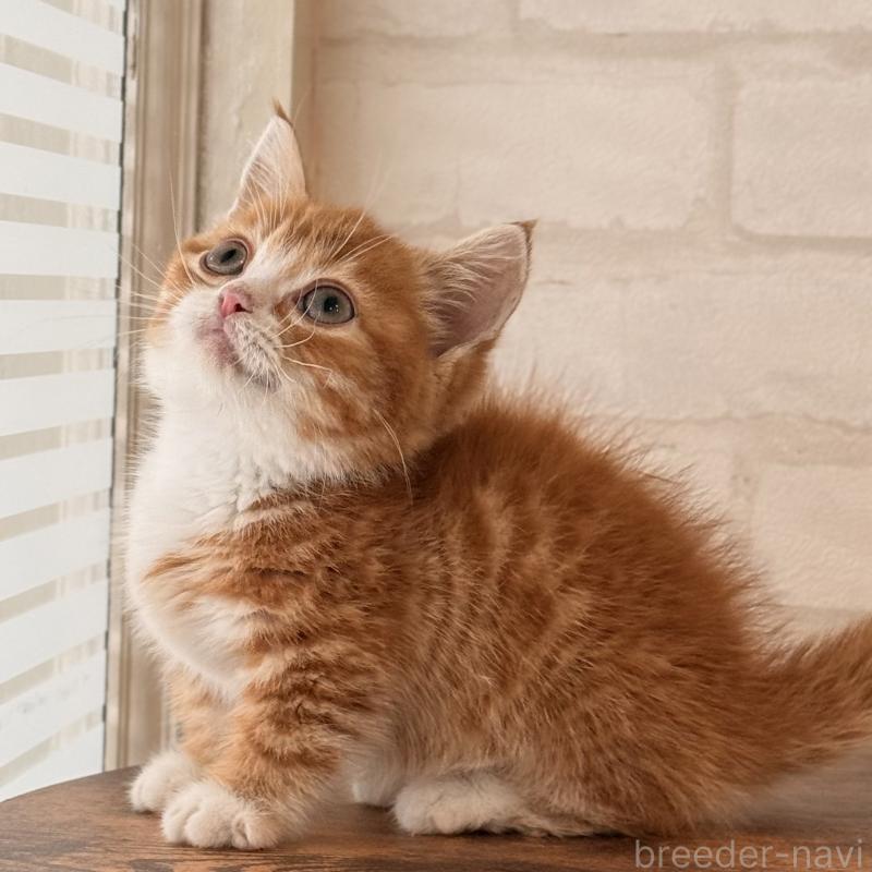 販売中の大阪府のマンチカン(短足)-137843の17枚目