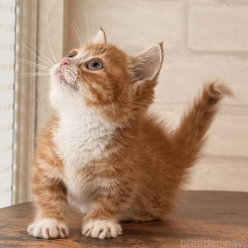 販売中の大阪府のマンチカン(短足)-137843の16枚目