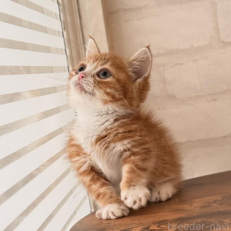 販売中の大阪府のマンチカン(短足)-137843の15枚目