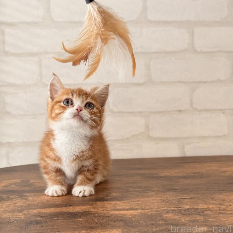 販売中の大阪府のマンチカン(短足)-137843の13枚目