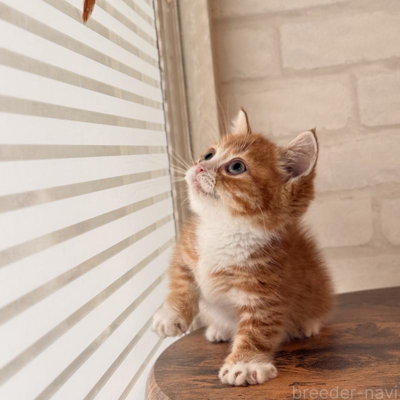 販売中の大阪府のマンチカン(短足)-137843の12枚目