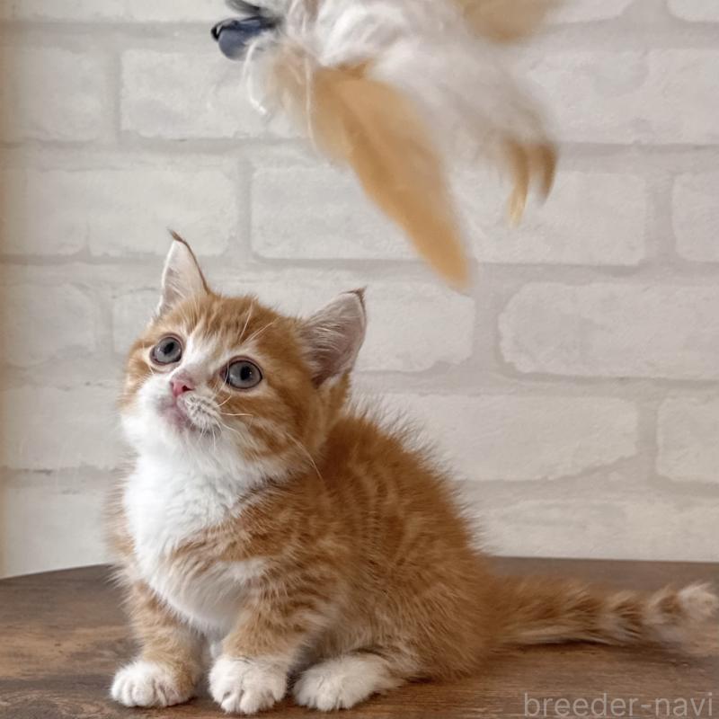 販売中の大阪府のマンチカン(短足)-137843の11枚目