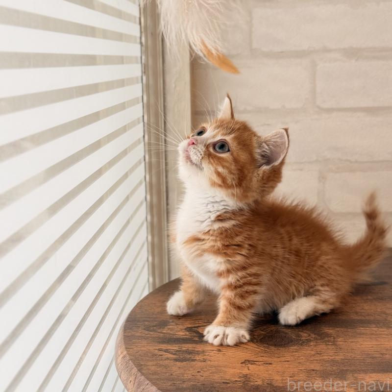 販売中の大阪府のマンチカン(短足)-137843の10枚目