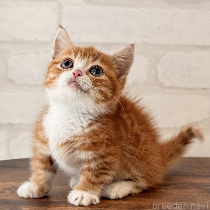 販売中の大阪府のマンチカン(短足)-137843の8枚目